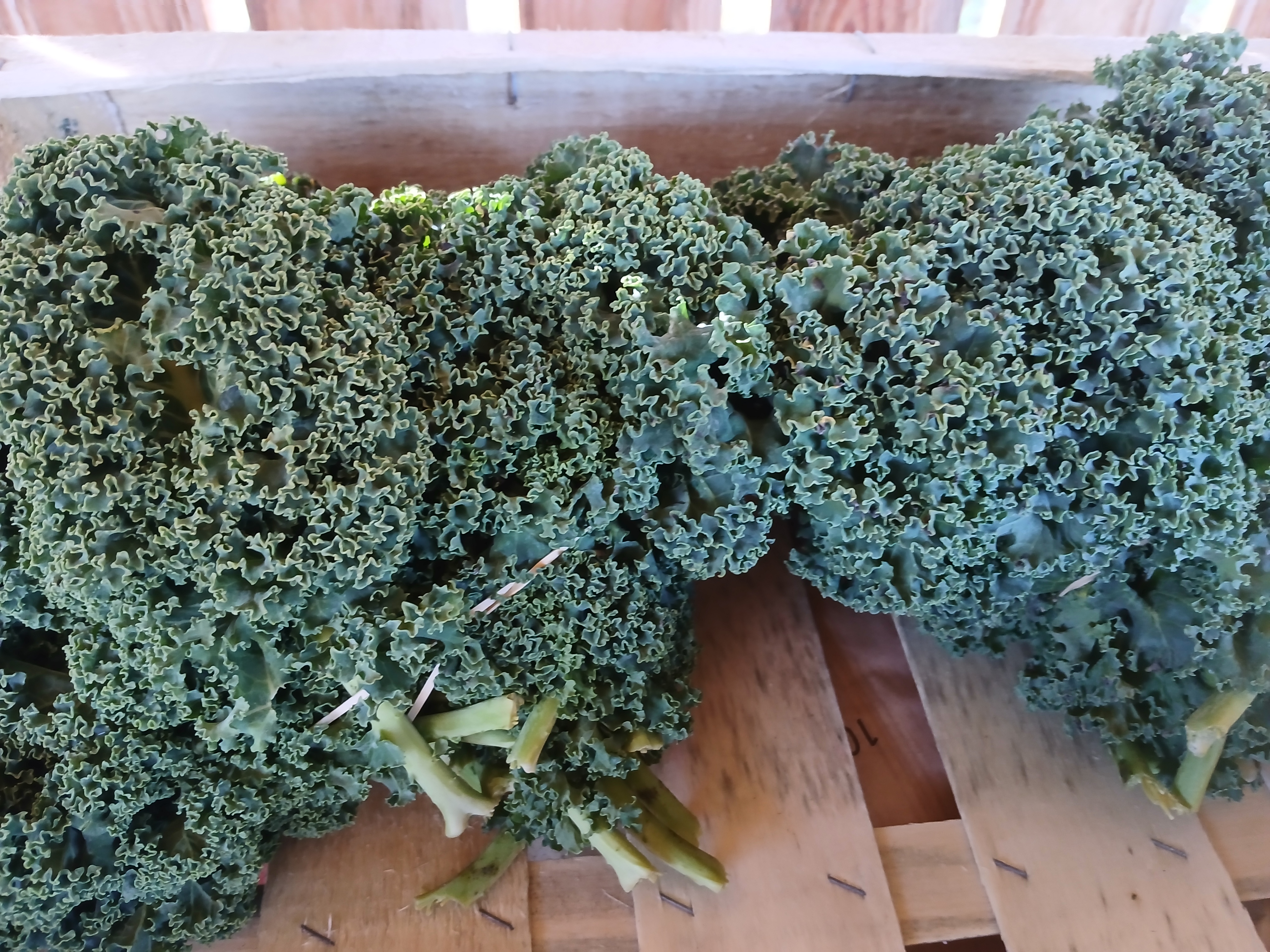 Chou kale