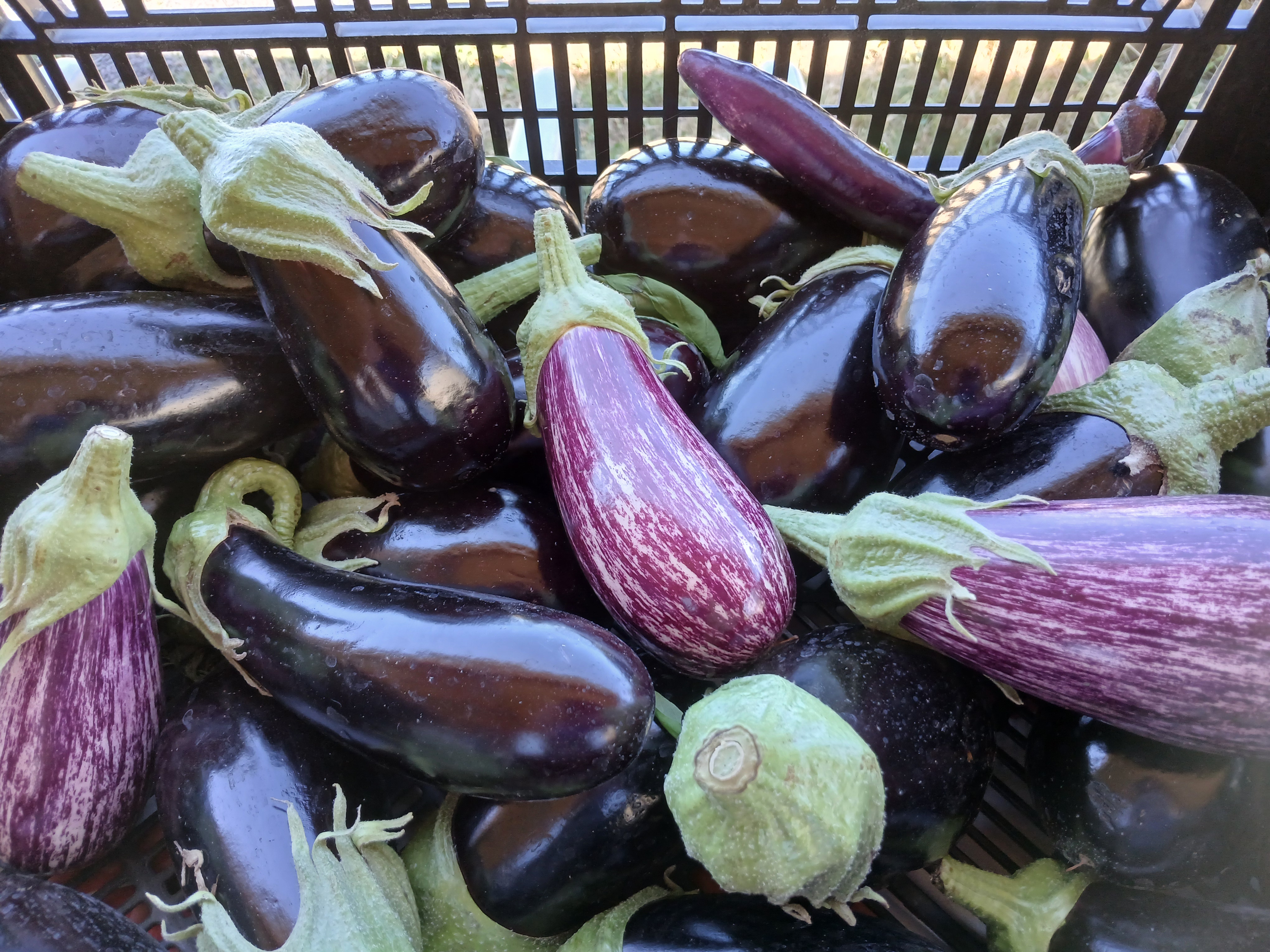 Aubergine noire